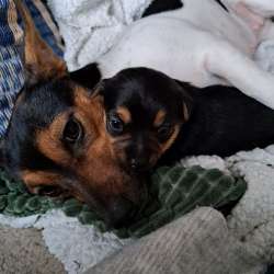 Profielfoto van Chandra op Oppasland