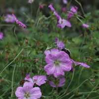 Profielfoto van Marie op Oppasland