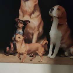 Profielfoto van Arnold op Oppasland