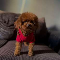 Profielfoto van Fatme op Oppasland