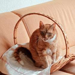 Profielfoto van Frida op Oppasland