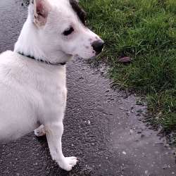Profielfoto van Gerardus op Oppasland