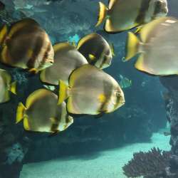 Profielfoto van Noortje op Oppasland