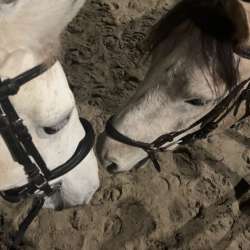 Profielfoto van Maud op Oppasland