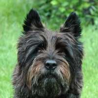 Profielfoto van Logeerhuis En Dagopvang Takoda op Oppasland