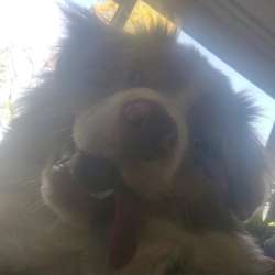 Profielfoto van Febe op Oppasland