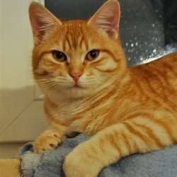 Profielfoto van Tobias op Oppasland