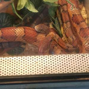 Profielfoto van Philipp op Oppasland