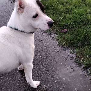 Profielfoto van Gerardus op Oppasland